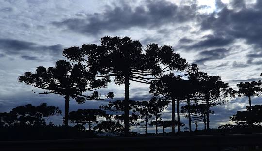 Loja da Xiaomi em Araucária